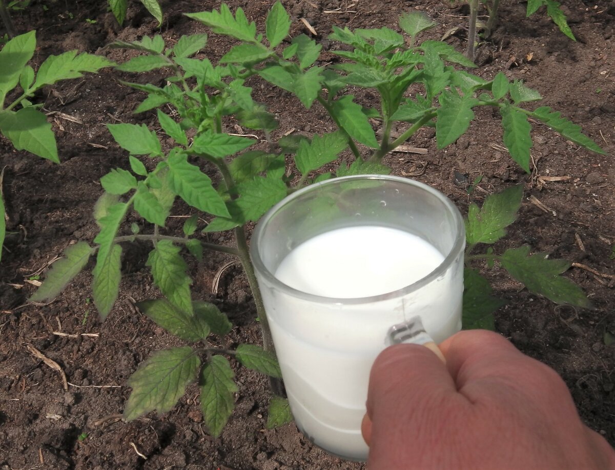подкормка огурцов молоком. молочная сыворотка для растений в огороде. молоко как удобрение. удобрение из прокисшего молока. молоко как удобрение для растений.